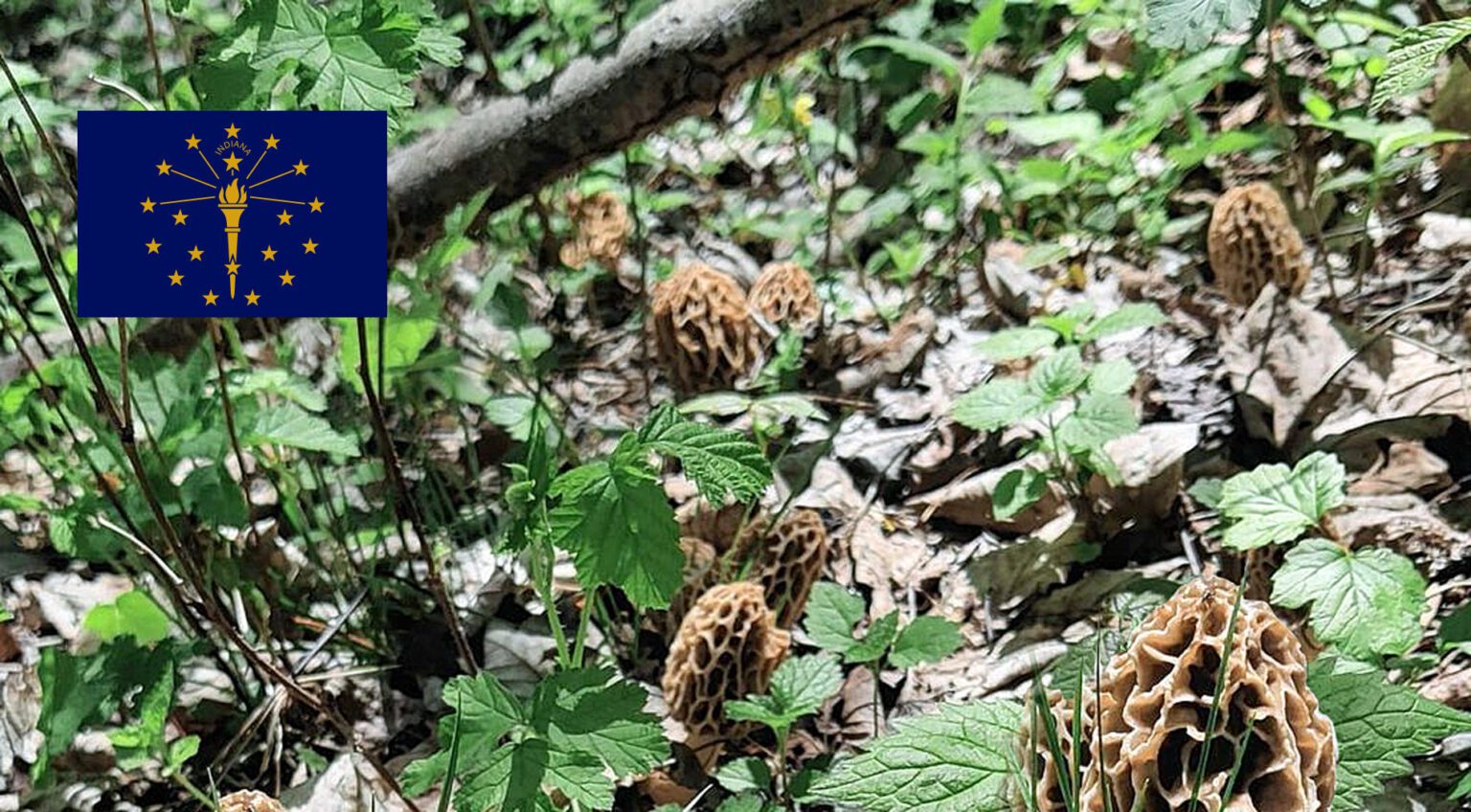 Indiana Mushroom Guide MushroomStalkers