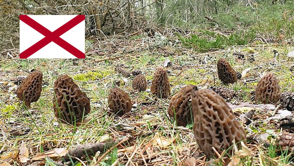 Morel Hunting In Alabama