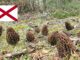 Morel Hunting In Alabama