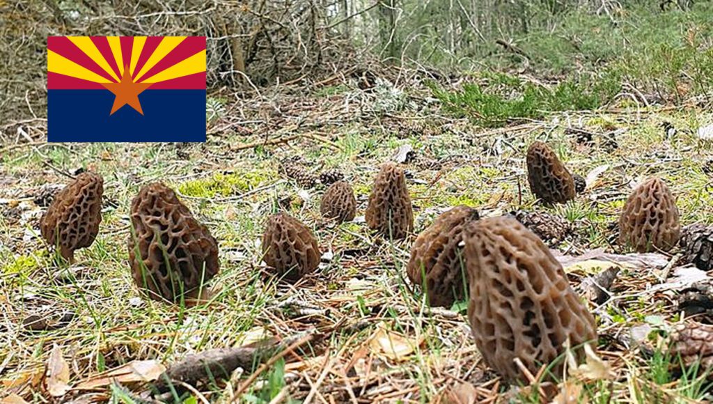 Morel Hunting In Arizona