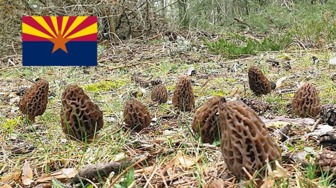 Morel Hunting In Arizona