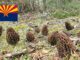 Morel Hunting In Arizona