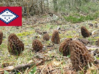 Morel Hunting In Arkansas