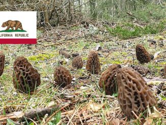 Morel Hunting In California