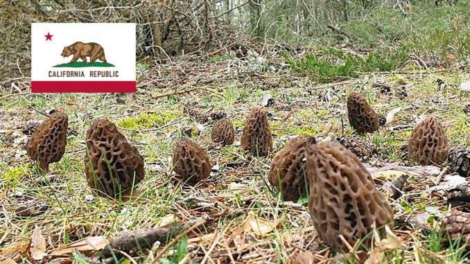 Morel Hunting In California