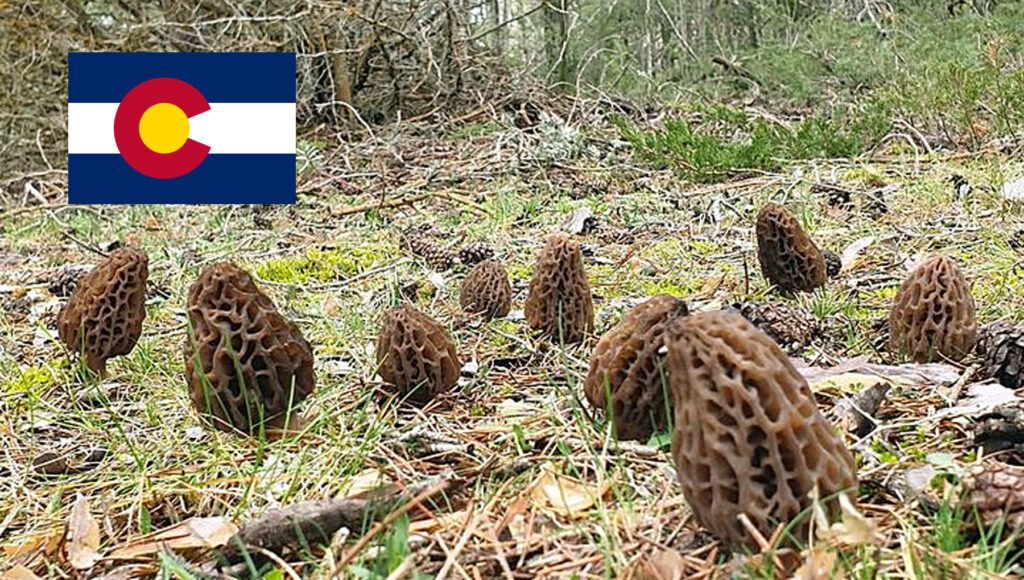 Morel Hunting In Colorado