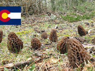 Morel Hunting In Colorado