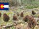 Morel Hunting In Colorado