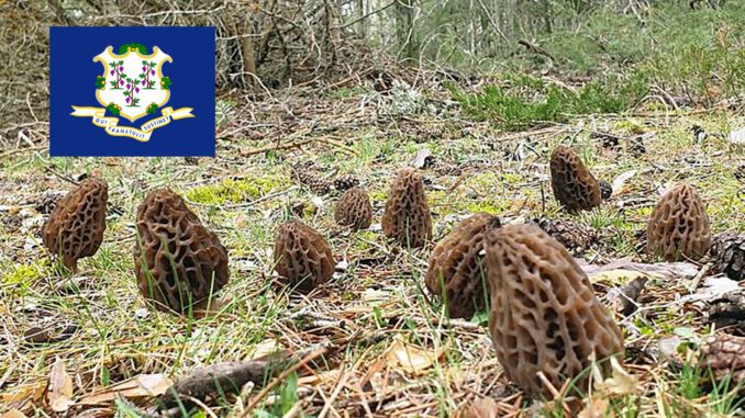 Morel Hunting In Connecticut