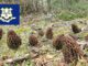 Morel Hunting In Connecticut