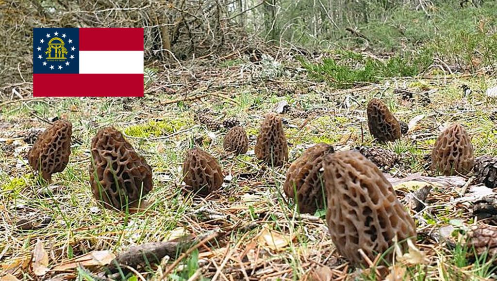 Morel Hunting In Georgia