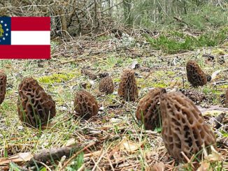 Morel Hunting In Georgia