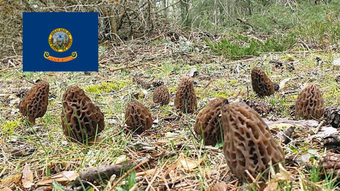 Morel Hunting In Idaho