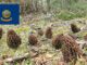 Morel Hunting In Idaho