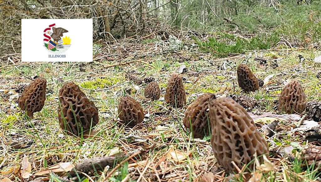 Morel Hunting In Illinois