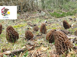 Morel Hunting In Illinois