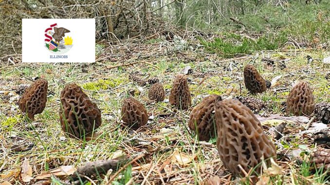 Morel Hunting In Illinois