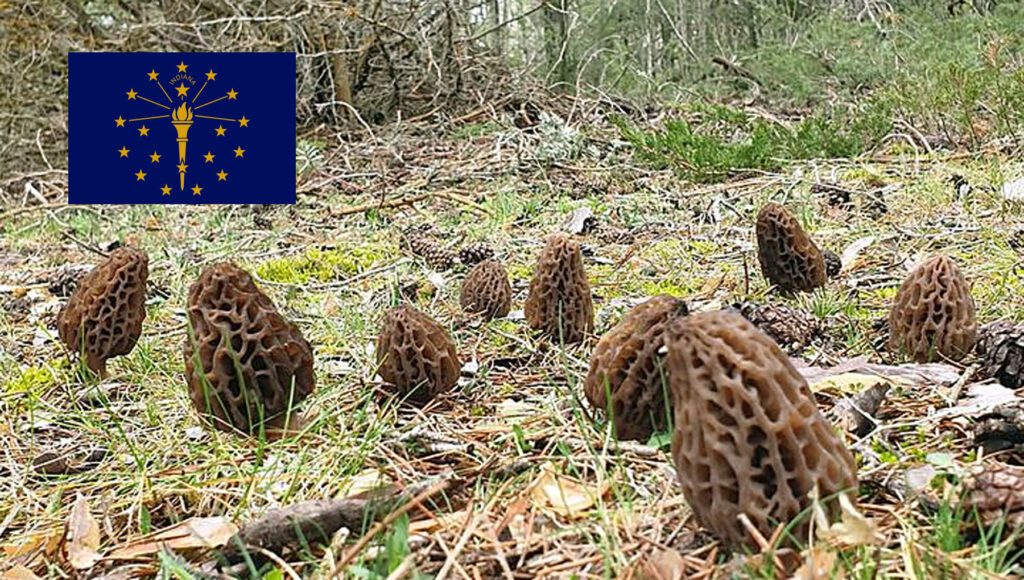 Morel Hunting In Indiana