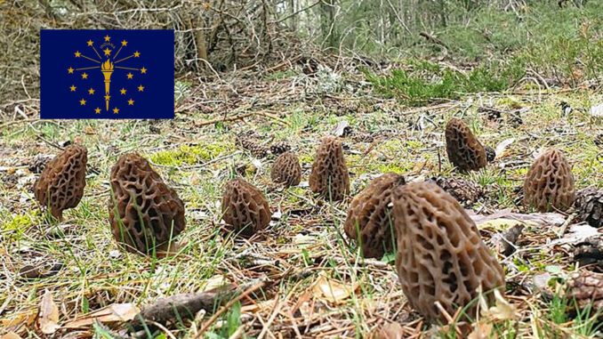 Morel Hunting In Indiana