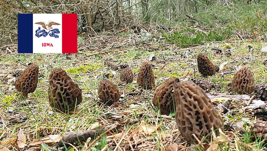 Morel Hunting In Iowa