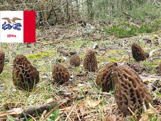 Morel Hunting In Iowa