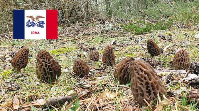 Morel Hunting In Iowa