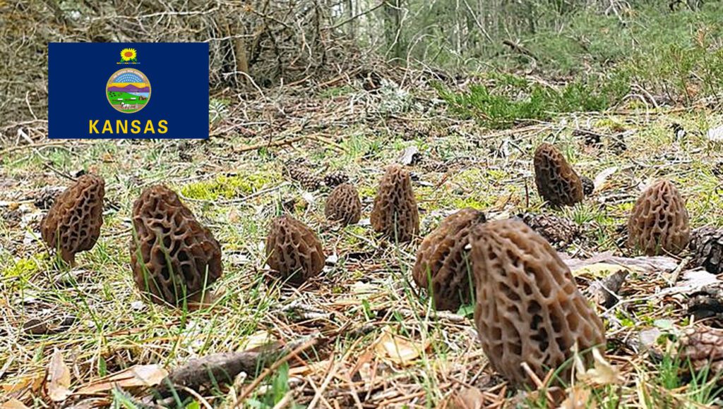 Morel Hunting In Kansas