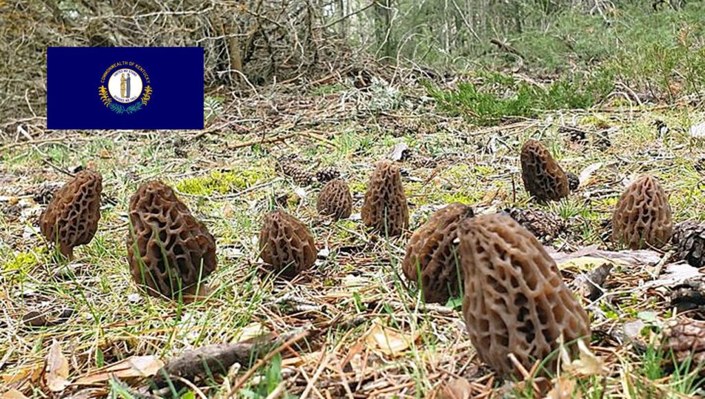 Morel Hunting In Kentucky