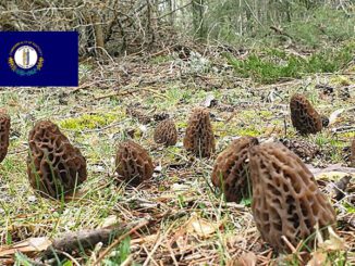 Morel Hunting In Kentucky