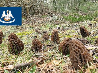 Morel Hunting In Louisiana