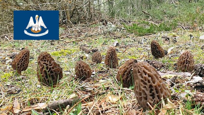 Morel Hunting In Louisiana