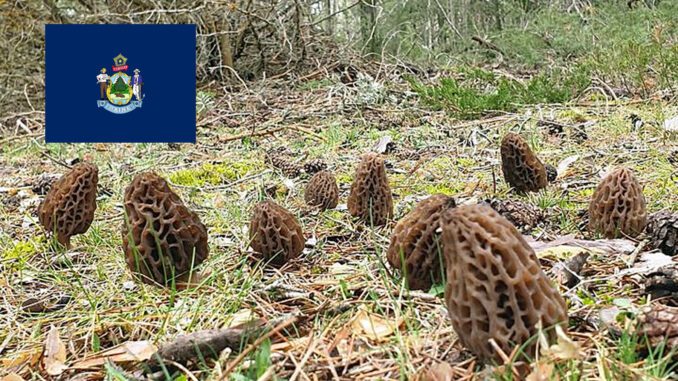 Morel Hunting In Maine