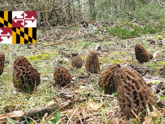 Morel Hunting In Maryland