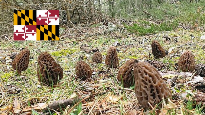 Morel Hunting In Maryland