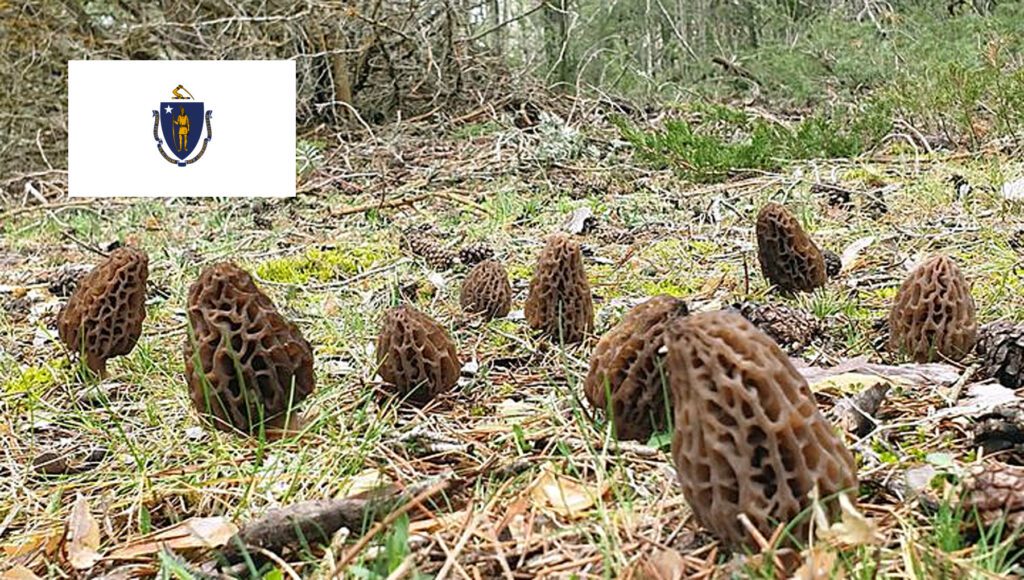 Morel Hunting In Massachusetts