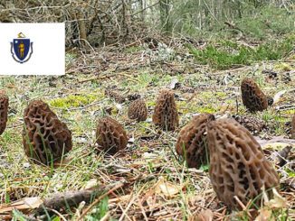 Morel Hunting In Massachusetts