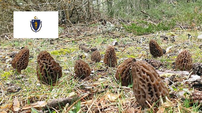 Morel Hunting In Massachusetts