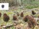 Morel Hunting In Massachusetts