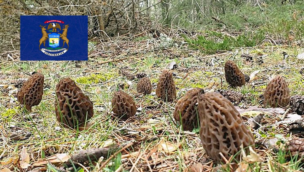 Morel Hunting In Michigan