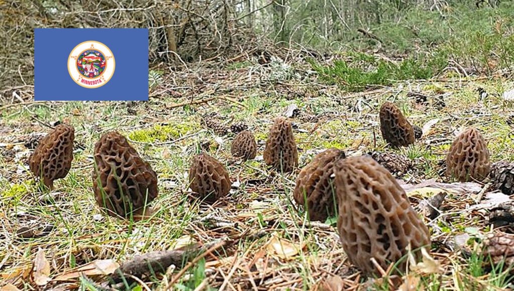 Morel Hunting In Minnesota MushroomStalkers