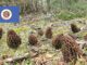 Morel Hunting In Minnesota