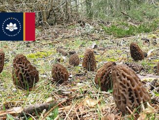 Morel Hunting In Mississippi