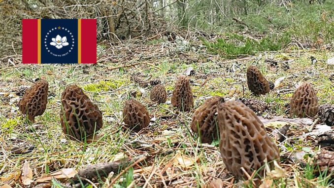 Morel Hunting In Mississippi