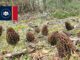 Morel Hunting In Mississippi