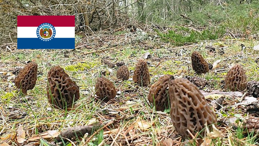 Morel Hunting In Missouri