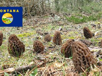 Morel Hunting In Montana