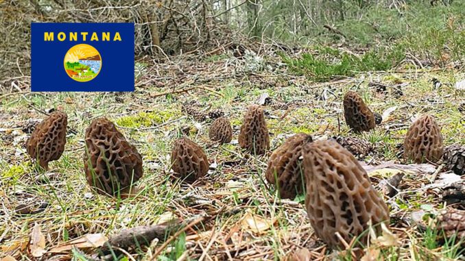 Morel Hunting In Montana