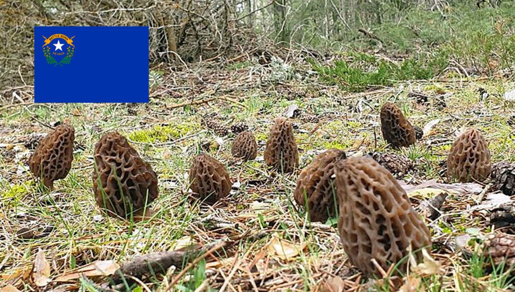 Morel Hunting In Nevada