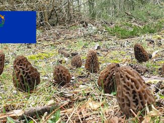 Morel Hunting In Nevada