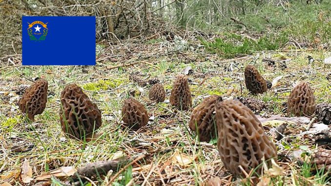 Morel Hunting In Nevada